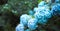 Macro photo of hydrangea flower. Details of blue petals. Beautiful colorful blue texture of flowers. Hydrangea