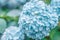 Macro photo of hydrangea flower. Details of blue petals. Beautiful colorful blue texture of flowers. Hydrangea