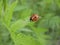 Macro photo of an insect Coccinellidae in natural conditions