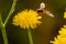 Macro photo of insect collecting pollen from a flower. Insect perched on a flower.