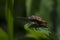 Macro photo of insect. Firebug, Pyrrhocoris apterus.