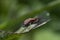 Macro photo of insect. Firebug, Pyrrhocoris apterus.