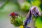 Macro photo of the insect Pyrrhocoris apterus on a flower