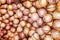 Macro photo of inshell macadamia. Closeup of inshell macadamia. Agricultural farms. It can be used as a background