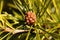 Macro photo of Japanese umbrella pine needles