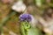 Macro photo of a Jasione heldreichii flower