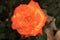 Macro photo Judy Garland rose macro ppinside landscaping