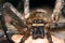 Macro photo of jumping spider on brown moss with lots of hair big eyes, spider Close Up.