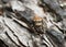 Macro photo of Jumping spider, Evarcha falcata on burnt barkmayfly