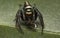 A macro photo of a jumping spider with a fresh catch