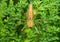 Macro Photo of Jumping Spider on Leaves of Chinese Arborvitae Tree