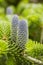 Macro photo of korean fir (abies koreana) cones