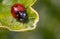 Macro photo of a ladybird resting on a leave