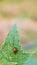 Macro photo of Ladybug in the green grass. Background leaf, bugs and insects world. Nature in spring concept