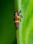 Macro Photo of Ladybug Larvae on Green Leaf Isolated on Background