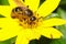 A macro photo of a large shaggy bumblebee sucks and collects nectar from a bright yellow dandelion flower