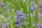 Macro Photo of Lavanda Flowers in Background