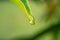 Macro photo of leaf with dewdrop