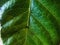 Macro Photo Of Leaf Texture.