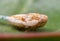 Macro Photo of Leafhopper on Green Leaf