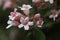 a macro photo of Linnaea amabilis blossom in the spring garden