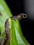 Macro Photo of Little Centipede is Climbing on Green Leaf