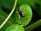 Macro Photo of Little Cricket on Green Leaf
