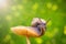 Macro photo of little snail on orange mushroom. Snail in the green grass after rain.