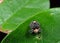 Macro Photo of Little Weevil on Green Leaf