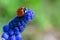 Macro photo of little wet lady bug with water drops on blue muscari on bright sunlight and green bokeh background. Lady bird is si