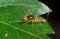 Macro Photo of Litttle Beautiful Fly on Green Leaf Isolated on Black Background