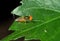 Macro Photo of Litttle Beautiful Fly on Green Leaf Isolated on Black Background