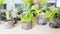 A macro photo of lobelia and petunia seedlings in peat tablets on the background of garden supplies and tools