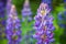 Macro photo of lupine flowers