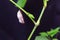 Macro Photo Macro of Hanging Pinky Cocoon at green branch, at black background