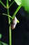 Macro Photo Macro of Hanging Pinky Cocoon at green branch, at black background