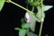 Macro Photo Macro of Hanging Pinky Cocoon at green branch, at black background