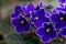 Macro photo of many blossoming african violet flower saintpaulia