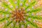 Macro photo of many cactus thorns