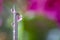 Macro photo of a medical needle for injection with a drops of liquid with reflection.