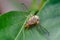 Macro photo of Melon fly insect on the plant leaf. It is a fruit fly of Tephritidae family. It is a serious agricultural pest