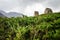 Macro photo moss and crypts on a hillside