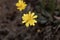 Macro photo of a mouse-ear hawkweed, Pilosella officinarum