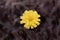 Macro photo of a mouse-ear hawkweed, Pilosella officinarum