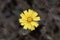 Macro photo of a mouse-ear hawkweed, Pilosella officinarum