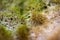 Macro photo of mushroom Polyporus. Nature background