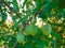 Macro photo with a natural background unripe fruit on the branch of a wild plum tree