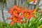 Macro photo nature blooming flower orange Lilium bulbiferum