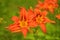 Macro photo nature blooming flower orange Lilium bulbiferum