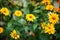 Macro photo nature blooming yellow rudbeckia flowers. Image of a flowering plant rudbeckia, yellow daisies. autumn flowers in the